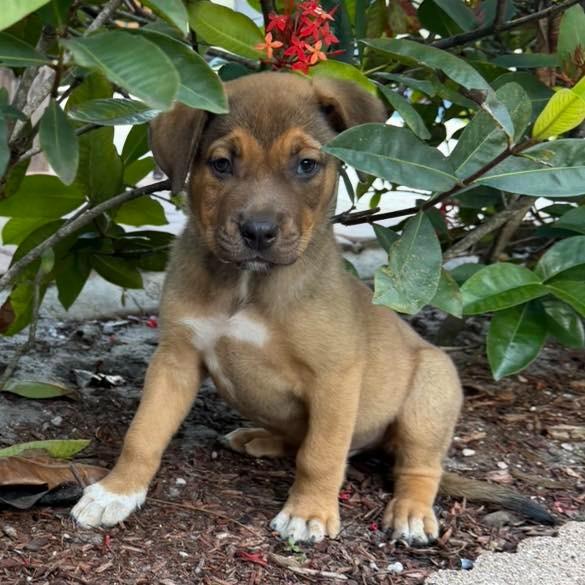 Enlarge GRIZZLY, a Adoptable mixed breed in Palm City, FL image 5/5