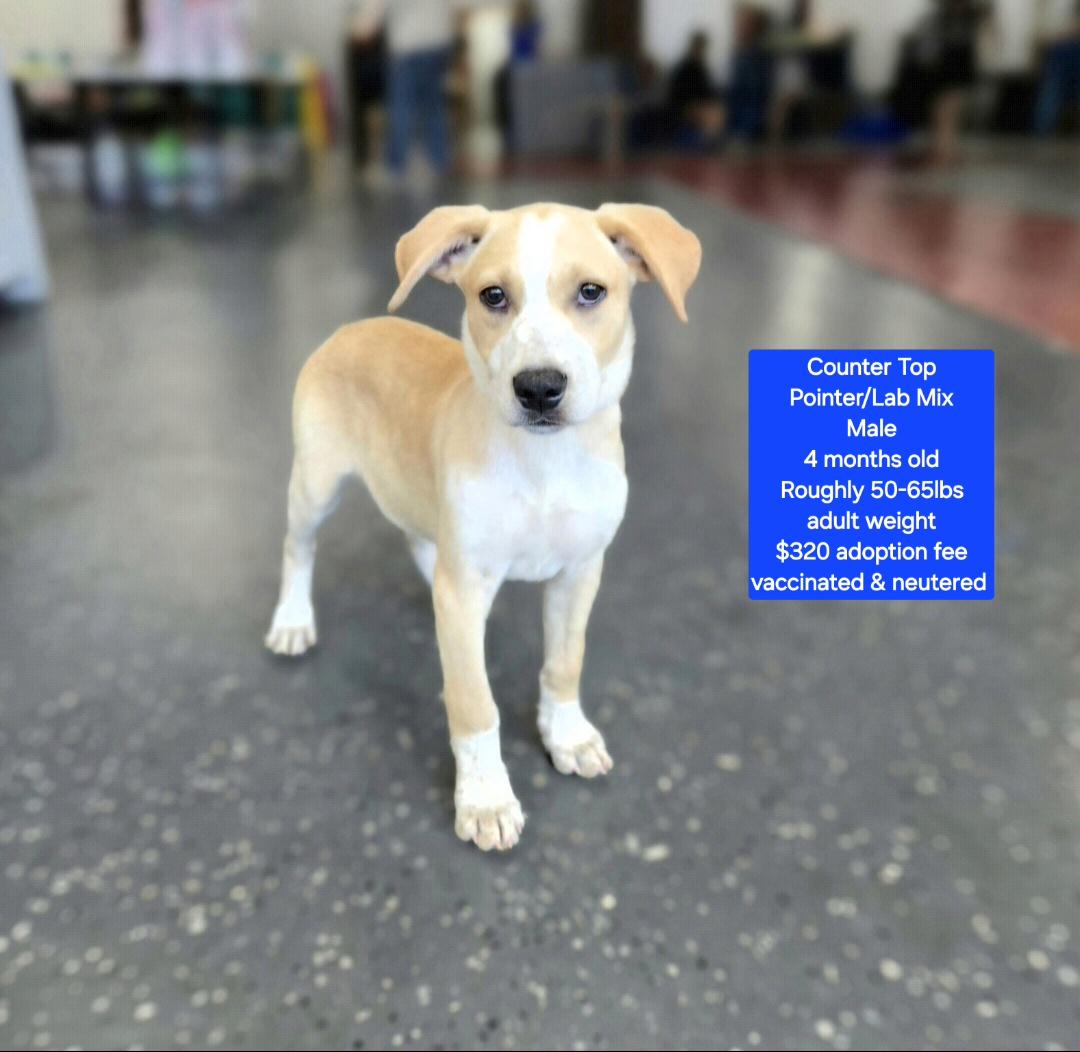 Counter Top, adoptable, Puppy Male Labrador Retriever & Pointer.