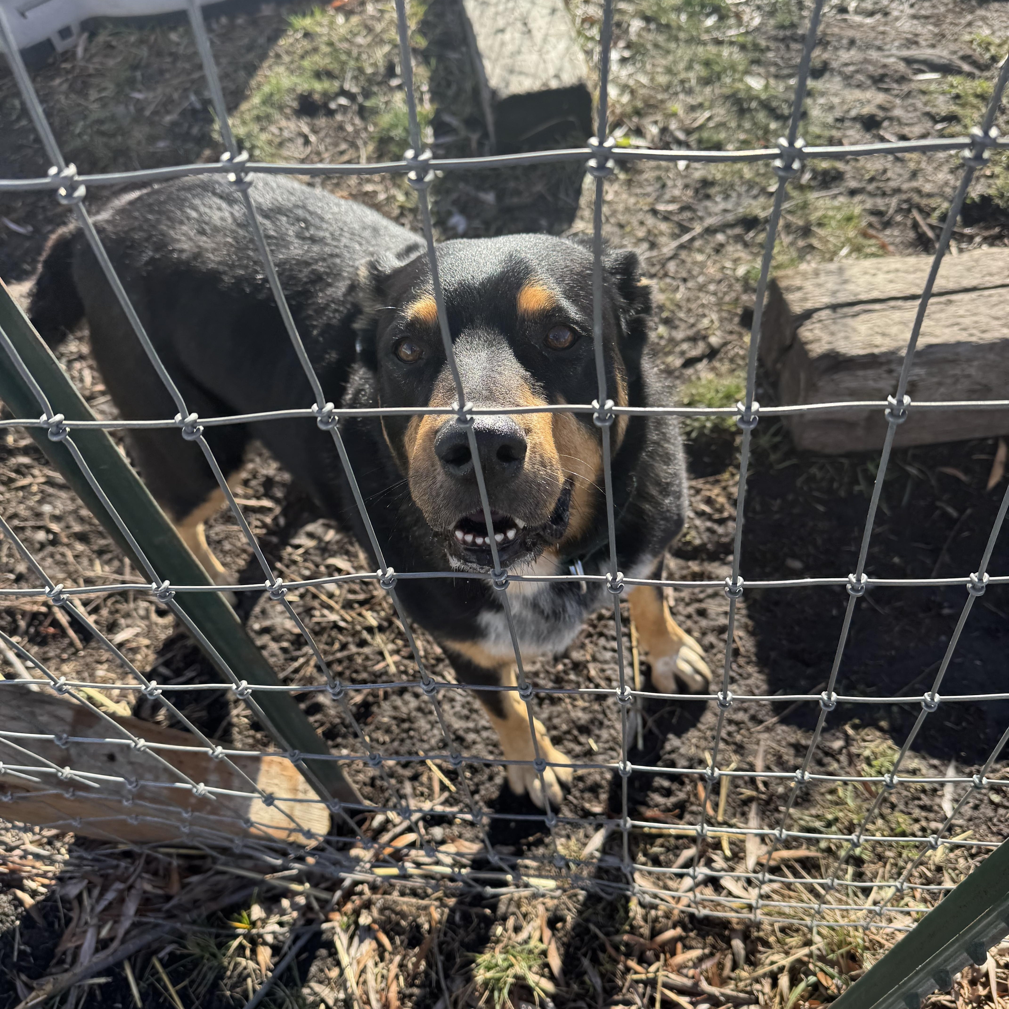 Enlarge Rowdy, a ADOPTABLE mixed breed in La Grande, OR image 1/1
