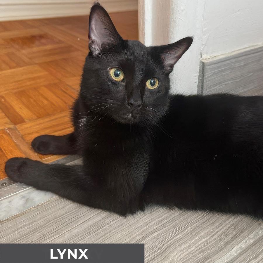 Lynx