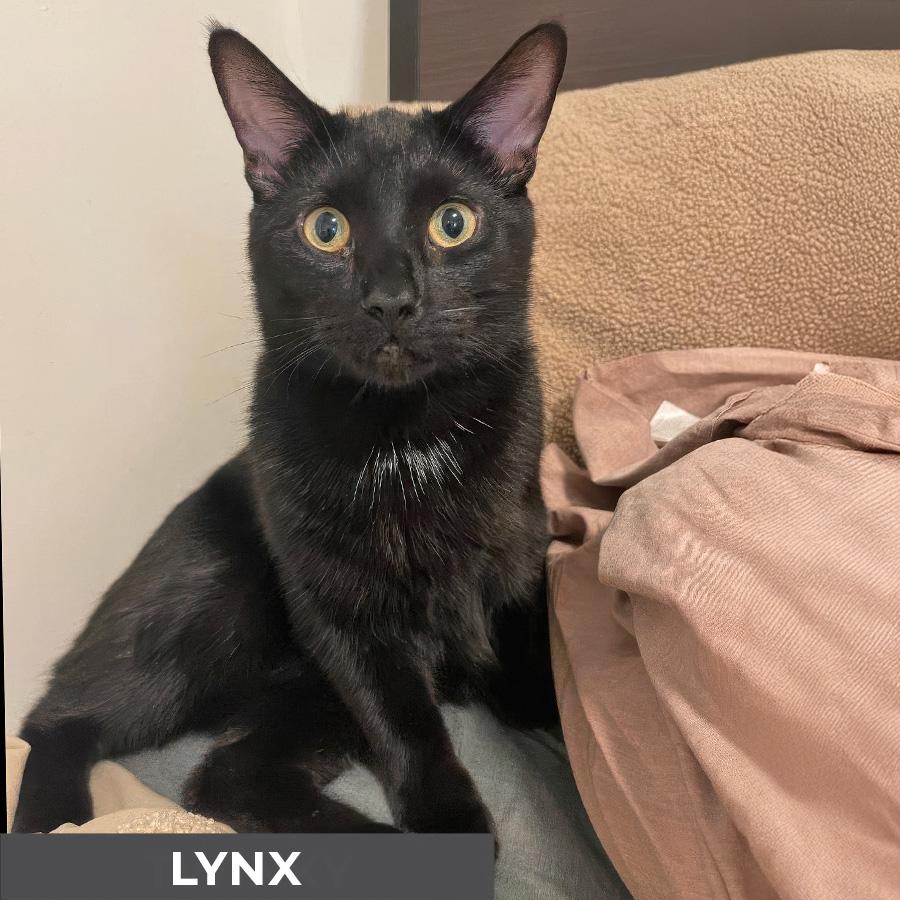 Lynx