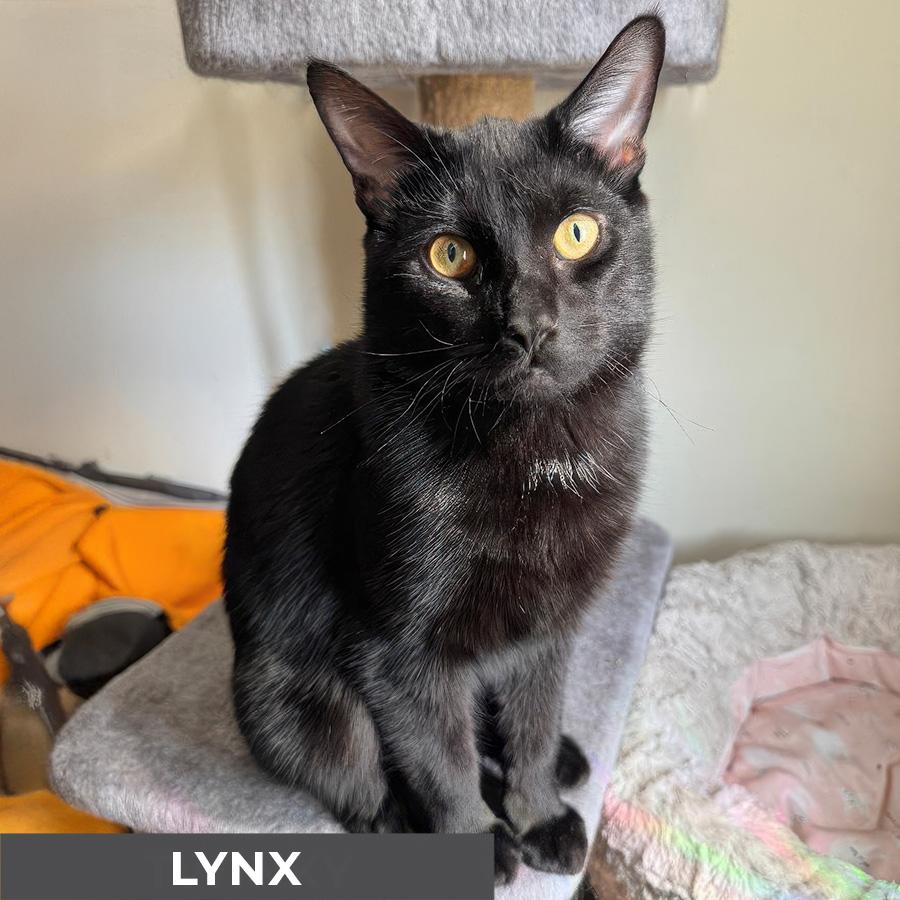 Lynx
