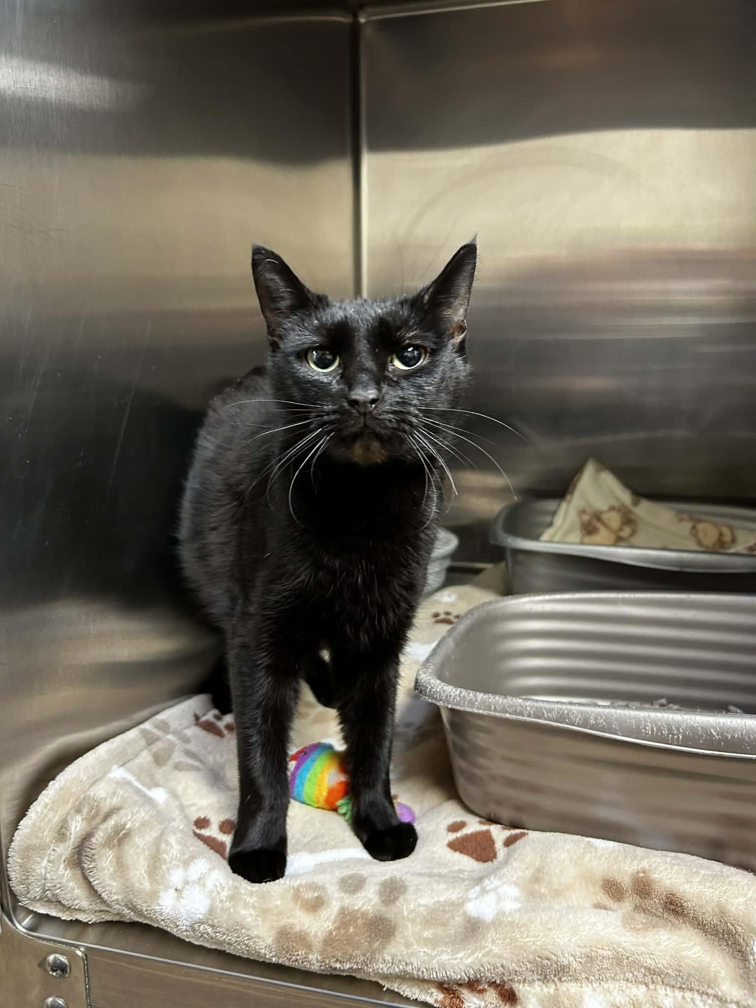 Enlarge Panther, an adopted mixed breed in Chambersburg, PA image 1/1