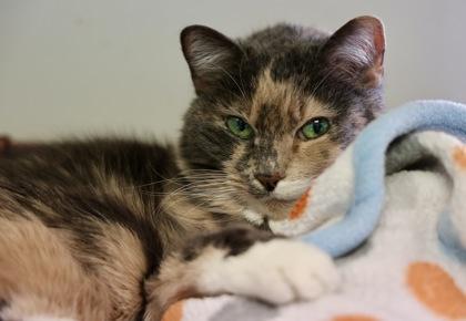 Kennedy, a Adoptable Domestic Short Hair in Hastings, MN image 4/6