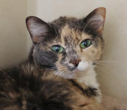 Kennedy, a Adoptable Domestic Short Hair in Hastings, MN image 3/3