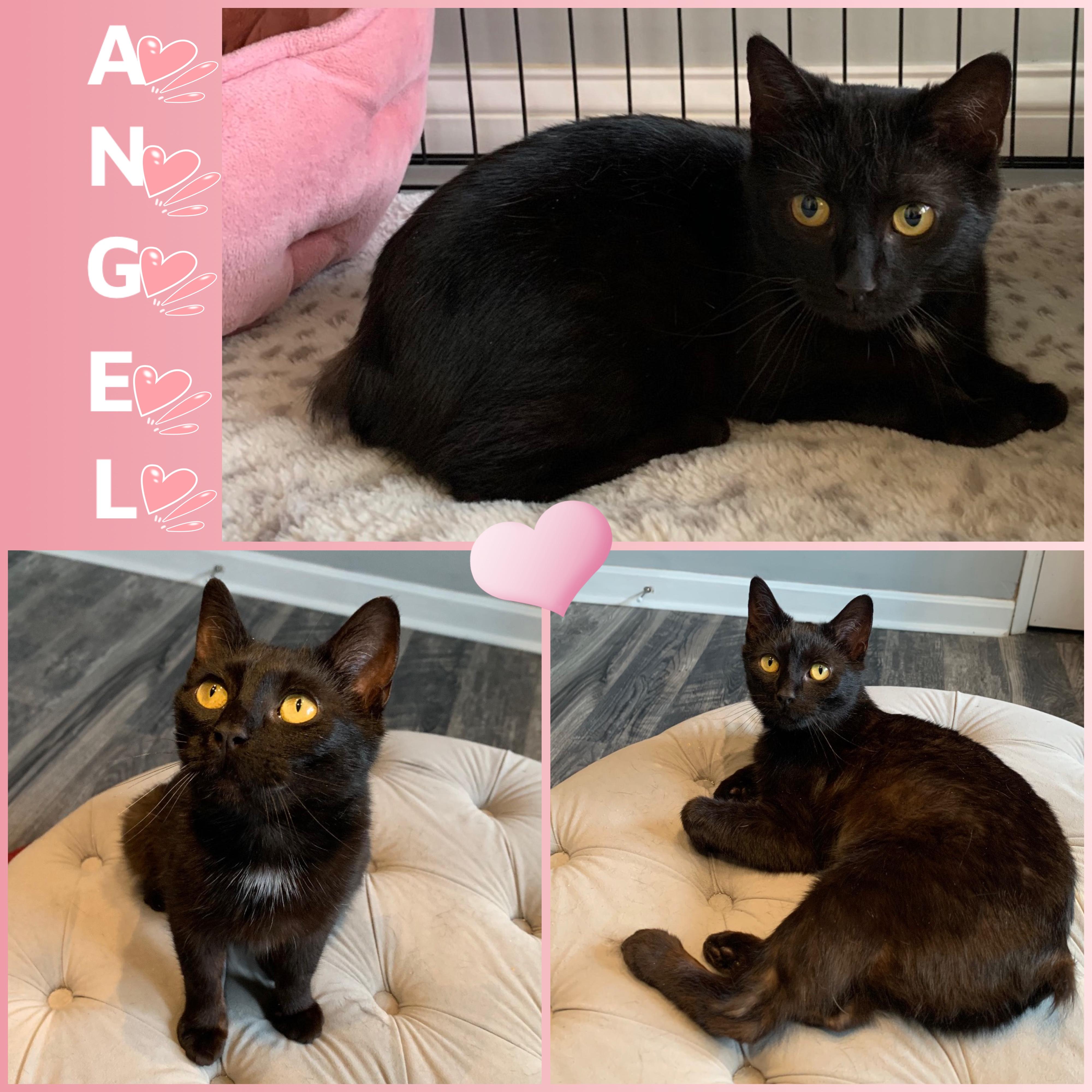 Enlarge Angel, a ADOPTABLE Manx in Louisville, KY image 1/1
