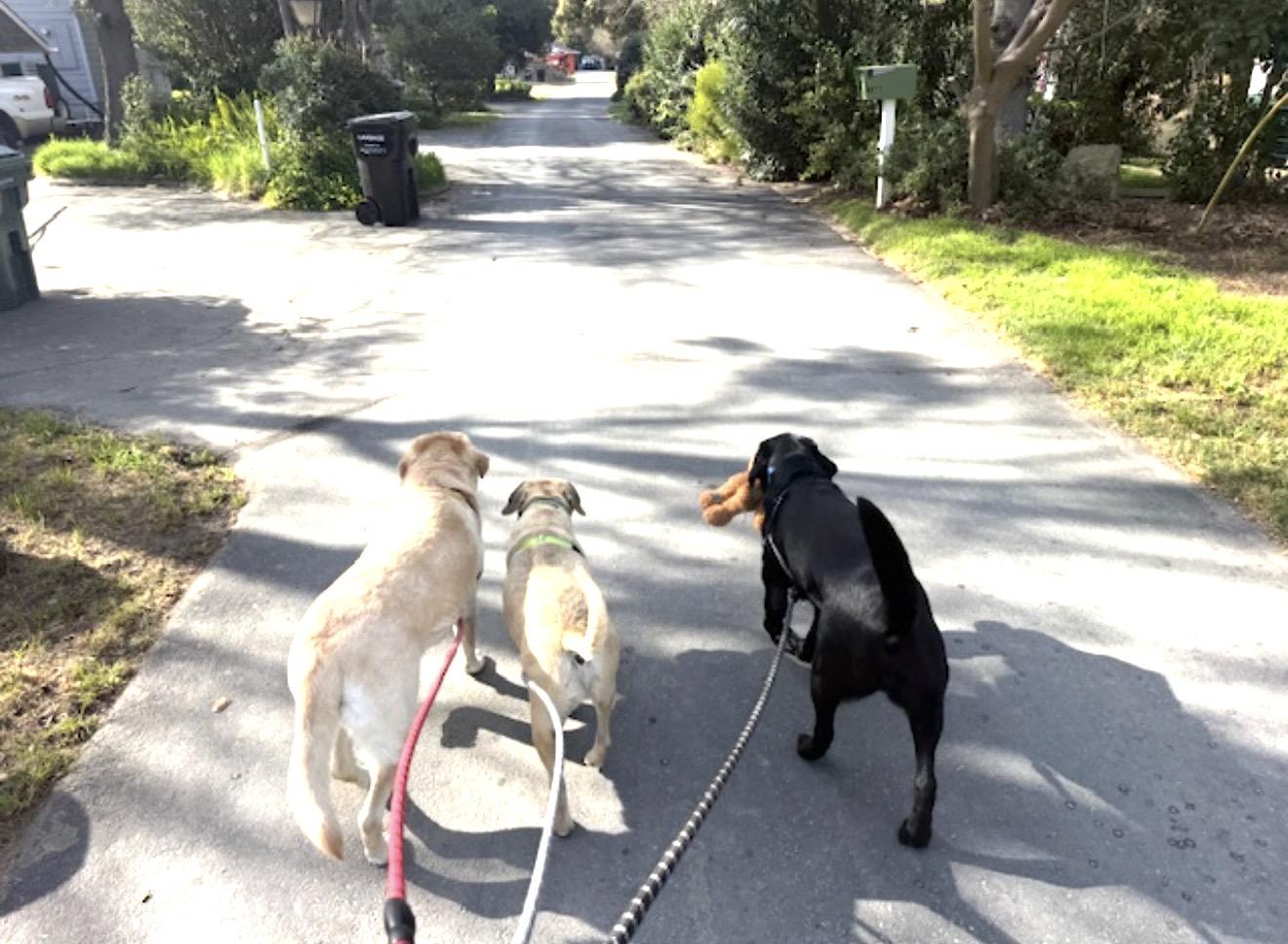 Enlarge Guerro, a ADOPTABLE Labrador Retriever in Sacramento, CA image 6/6