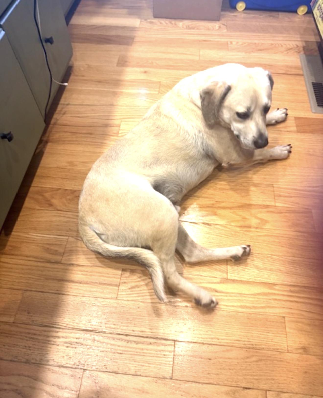 Enlarge Guerro, a ADOPTABLE Labrador Retriever in Sacramento, CA image 5/6