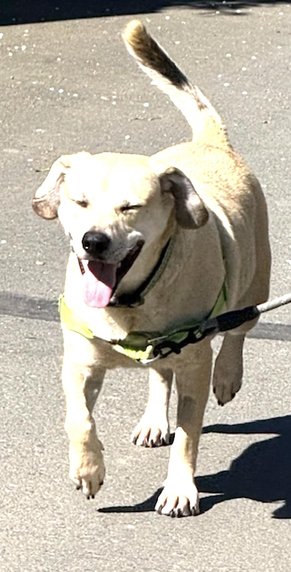 Enlarge Guerro, a ADOPTABLE Labrador Retriever in Sacramento, CA image 2/6
