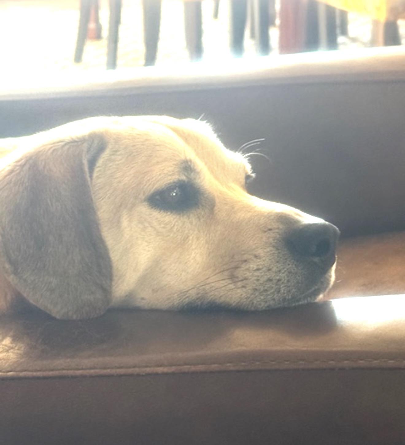 Enlarge Guerro, a ADOPTABLE Labrador Retriever in Sacramento, CA image 3/6