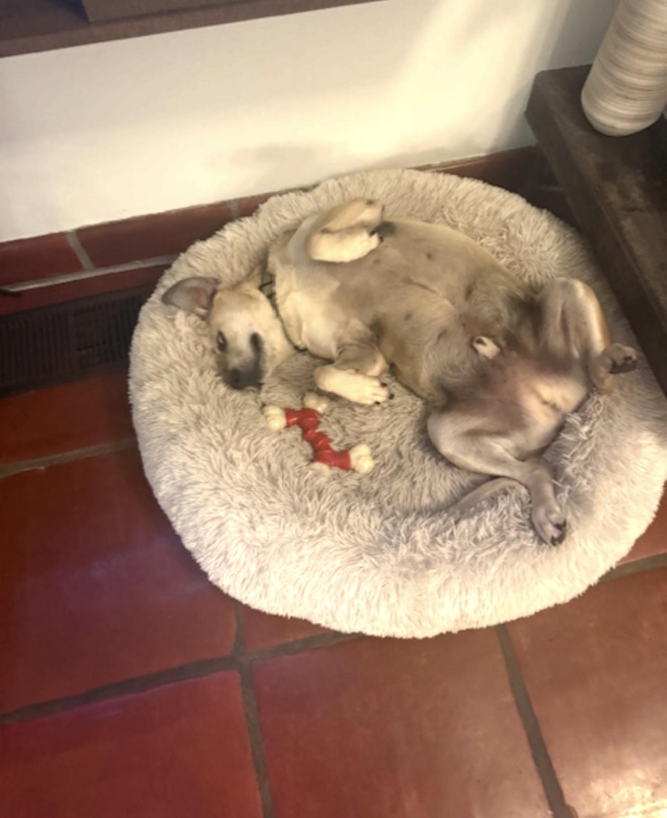 Enlarge Guerro, a ADOPTABLE Labrador Retriever in Sacramento, CA image 4/6