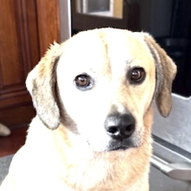 Guerro, ADOPTABLE, Adult Male Labrador Retriever.