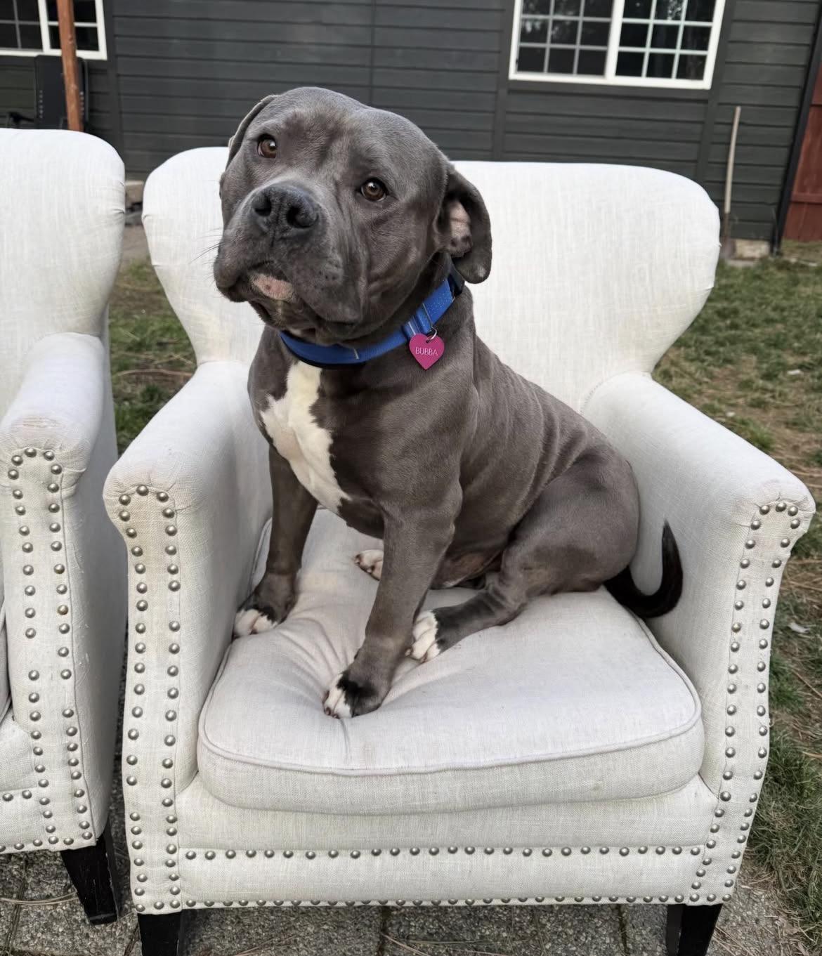 Enlarge Tyler , a ADOPTABLE Pit Bull Terrier in Powell Butte, OR image 5/5