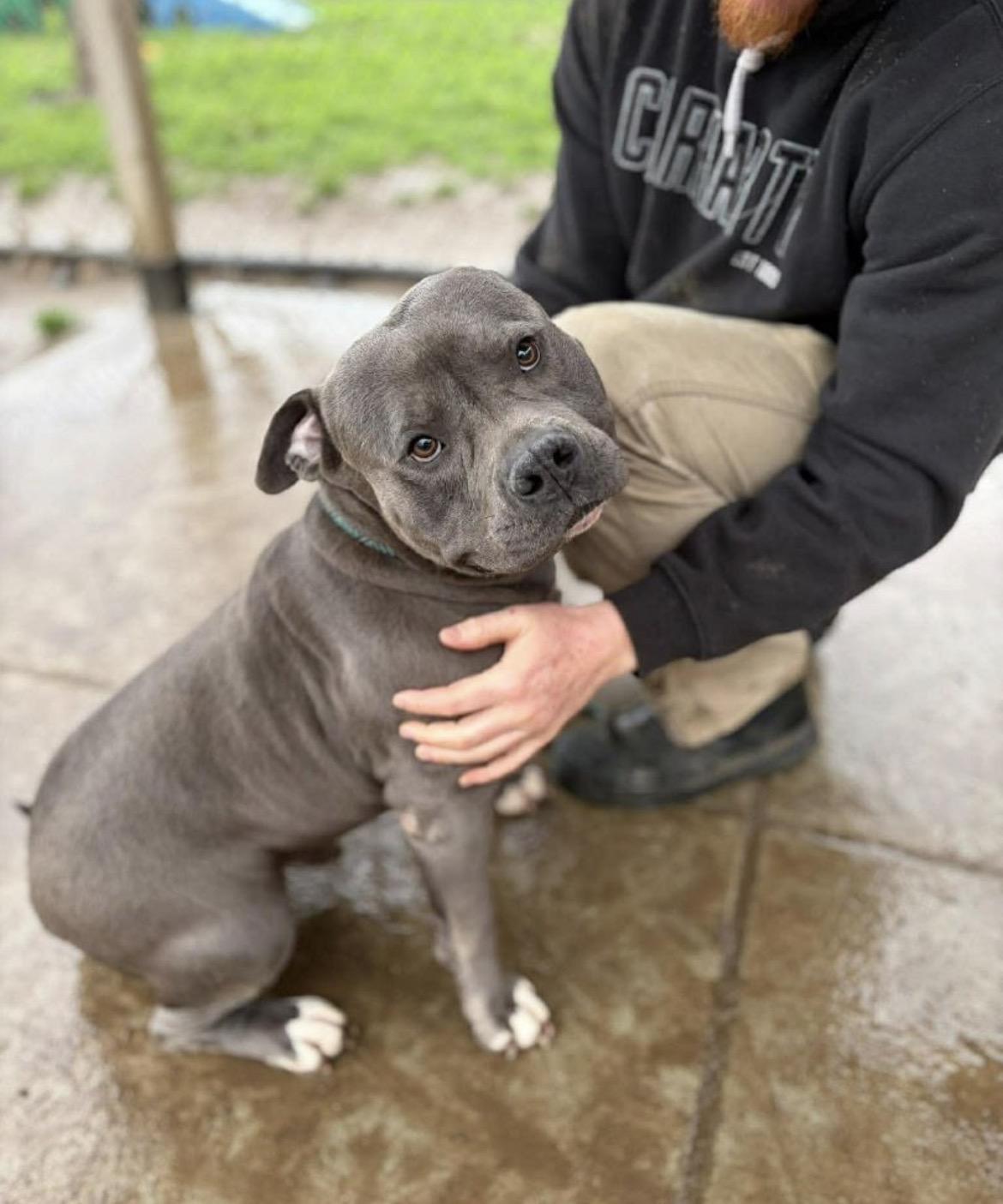 Enlarge Tyler , a ADOPTABLE Pit Bull Terrier in Powell Butte, OR image 2/5