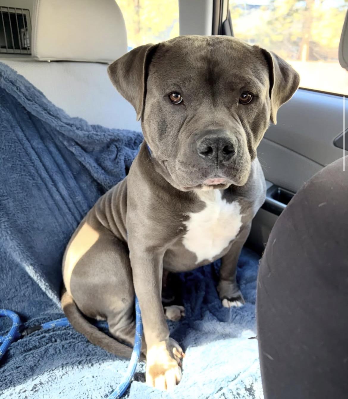 Enlarge Tyler , a ADOPTABLE Pit Bull Terrier in Powell Butte, OR image 1/5