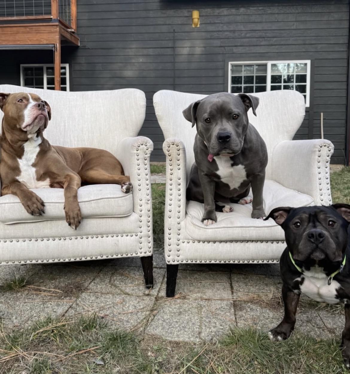 Enlarge Tyler , a ADOPTABLE Pit Bull Terrier in Powell Butte, OR image 3/5