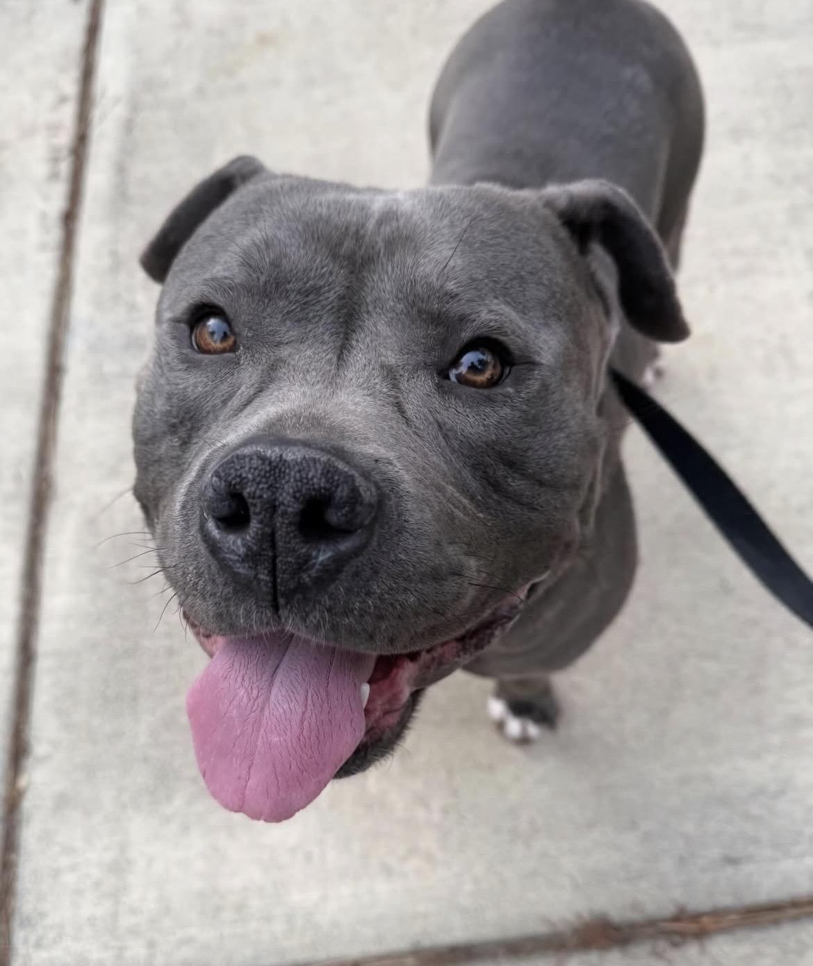 Enlarge Tyler , a ADOPTABLE Pit Bull Terrier in Powell Butte, OR image 4/5