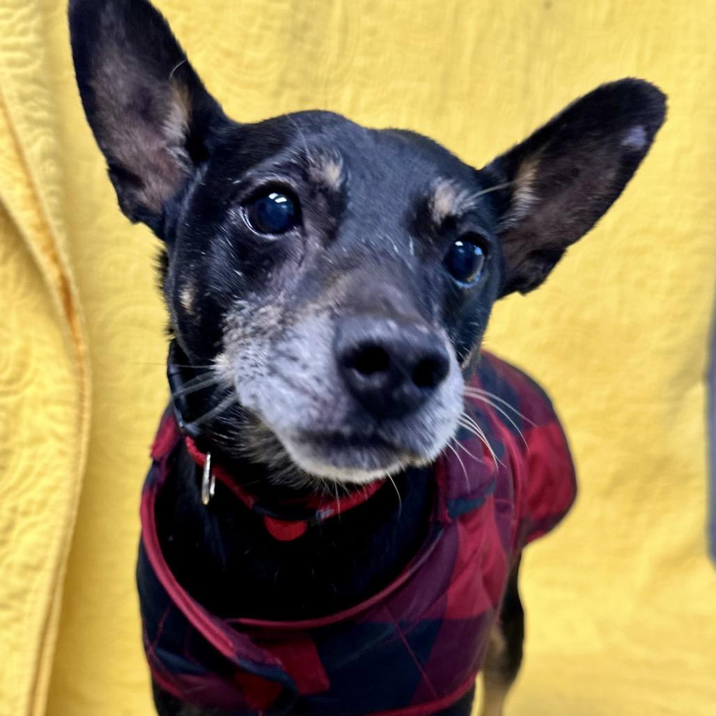 Enlarge Oscar, a Adoptable Miniature Pinscher in Kokomo, IN image 1/2
