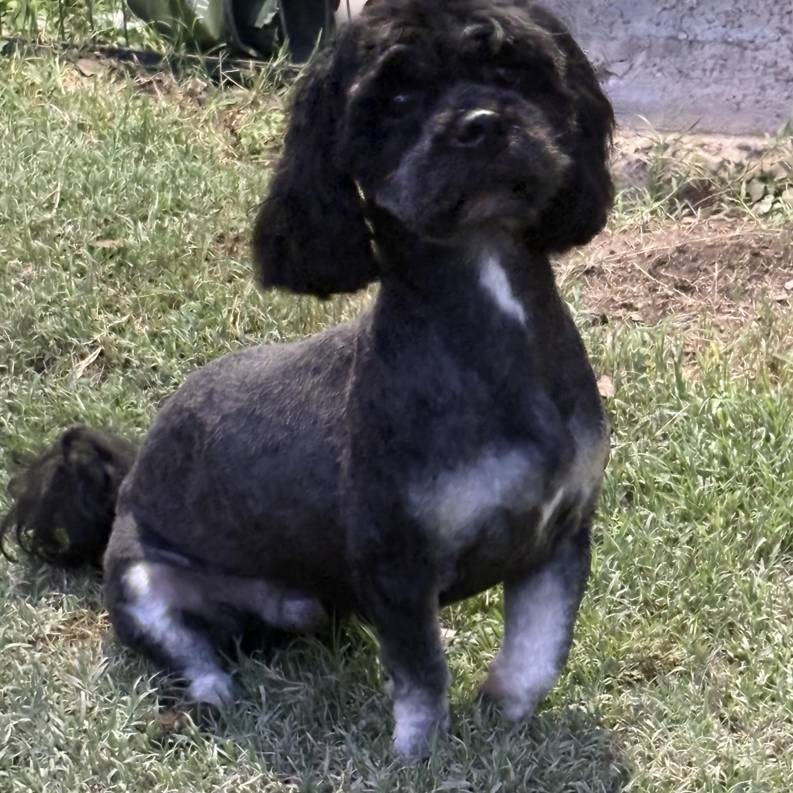 Enlarge Mateo, a Adoptable Shih poo in Manchester, NH image 1/5