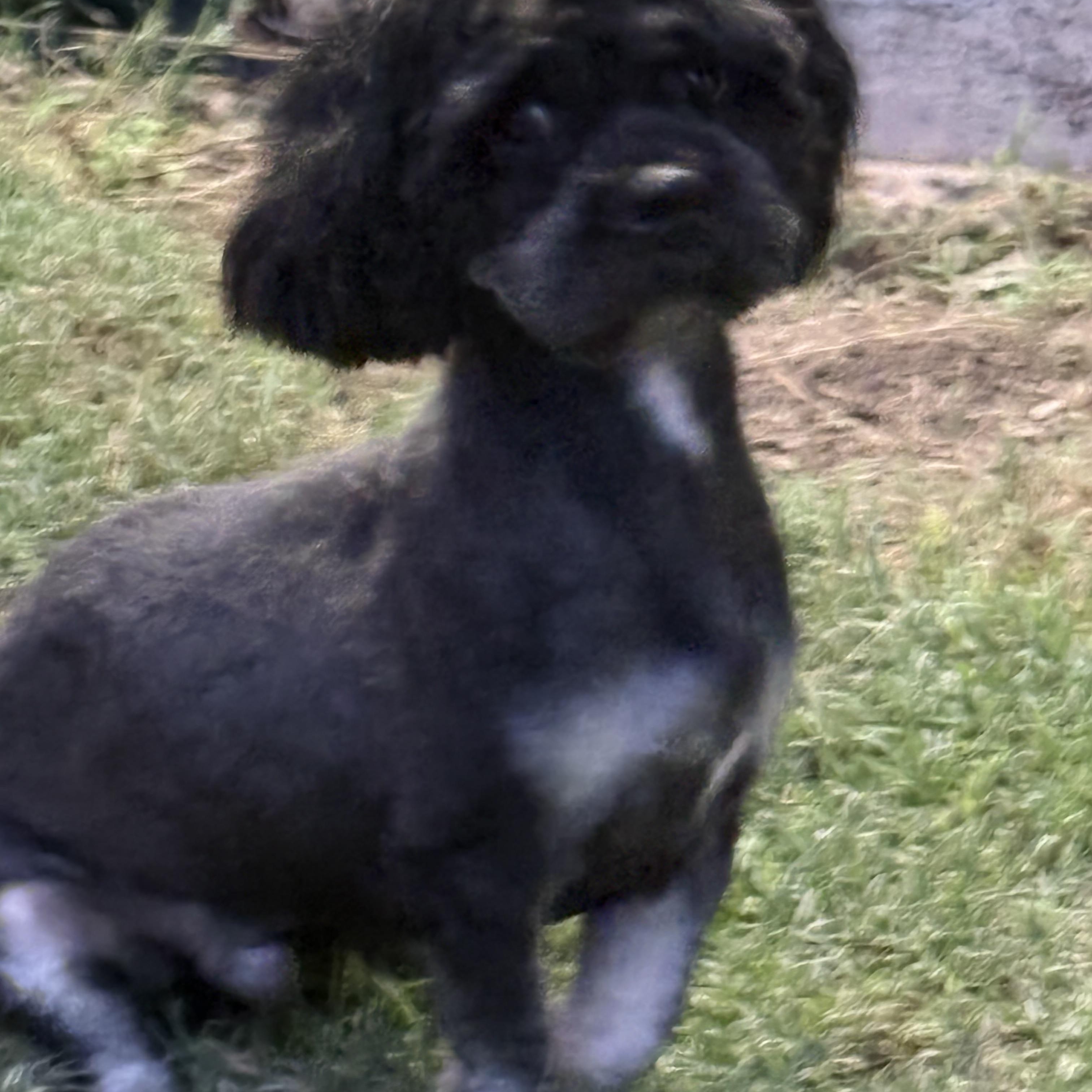 Enlarge Mateo, a Adoptable Shih poo in Manchester, NH image 4/5
