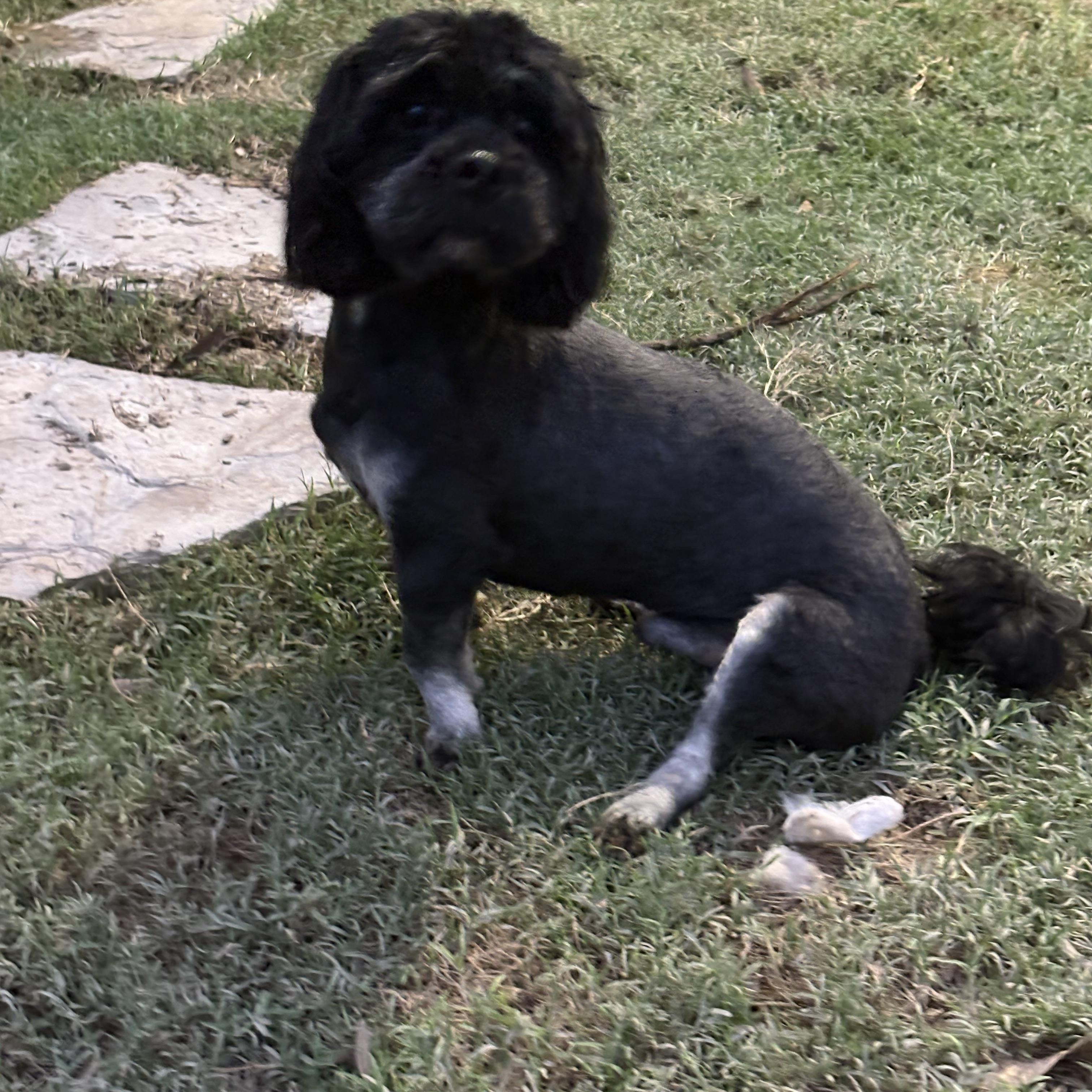 Enlarge Mateo, a Adoptable Shih poo in Manchester, NH image 3/5