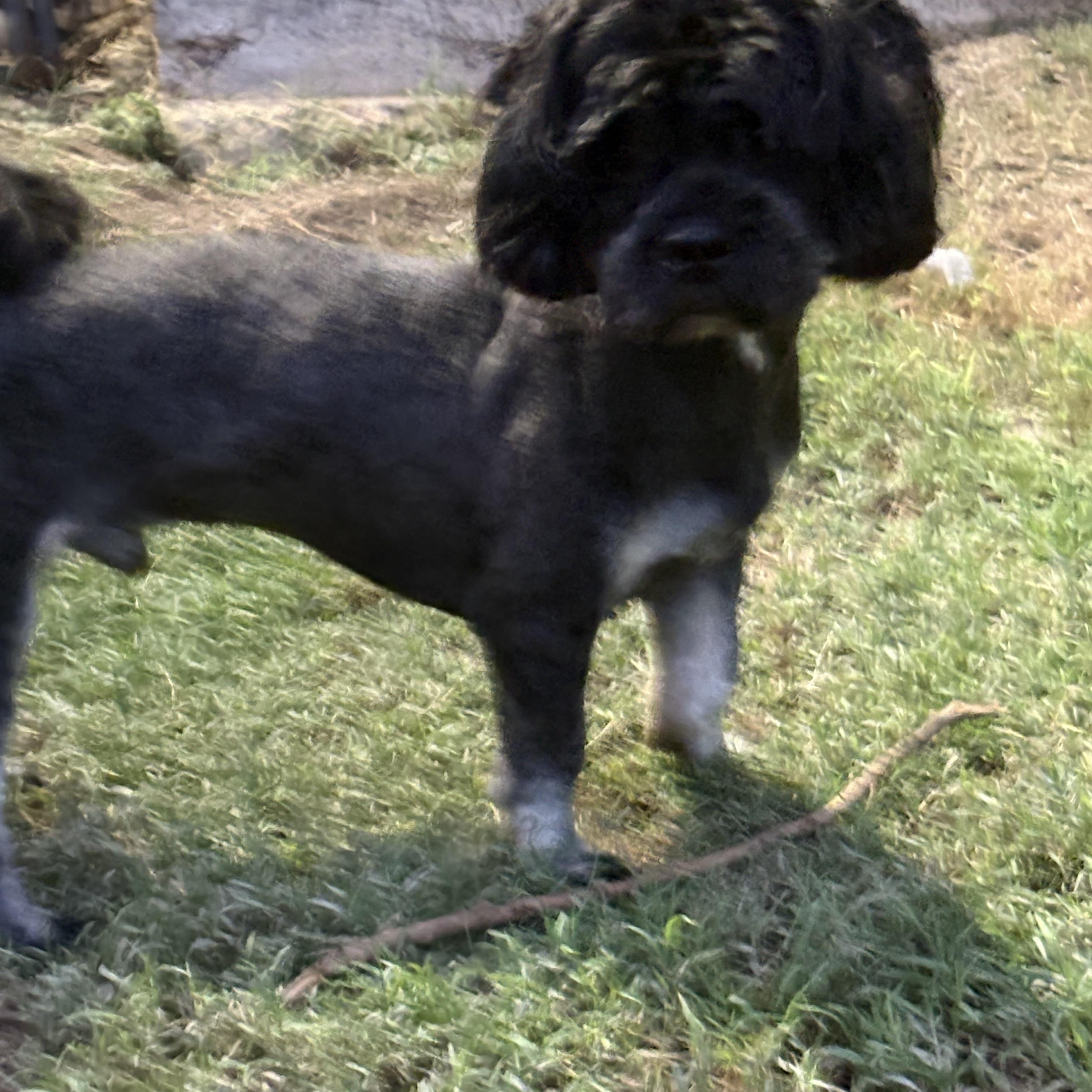 Enlarge Mateo, a Adoptable Shih poo in Manchester, NH image 5/5