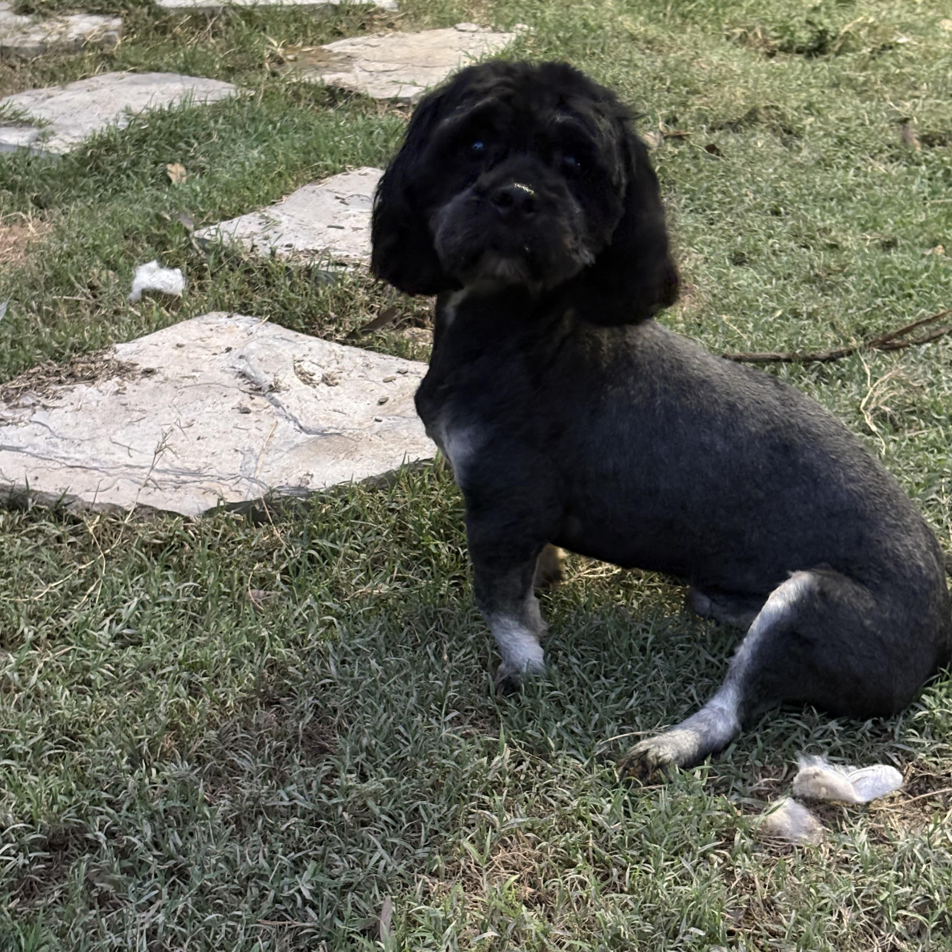 Enlarge Mateo, a Adoptable Shih poo in Manchester, NH image 2/5