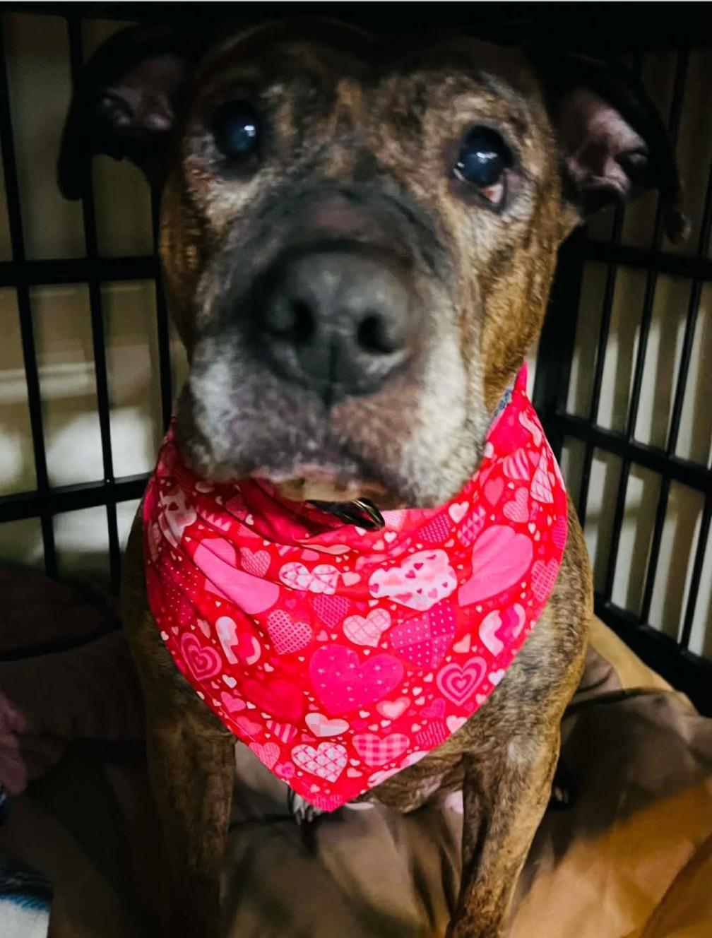 Enlarge POOH BEAR, a ADOPTABLE mixed breed in Coudersport, PA image 1/2