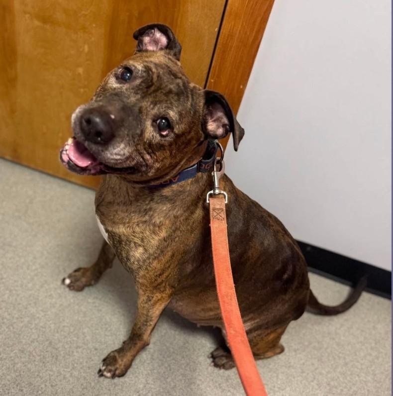 Enlarge POOH BEAR, a ADOPTABLE mixed breed in Coudersport, PA image 2/2