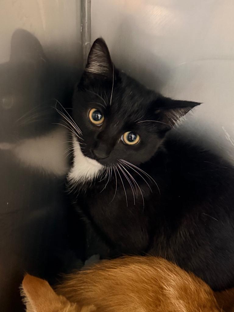 Enlarge Domino, a Adoptable mixed breed in North Vernon, IN image 1/1