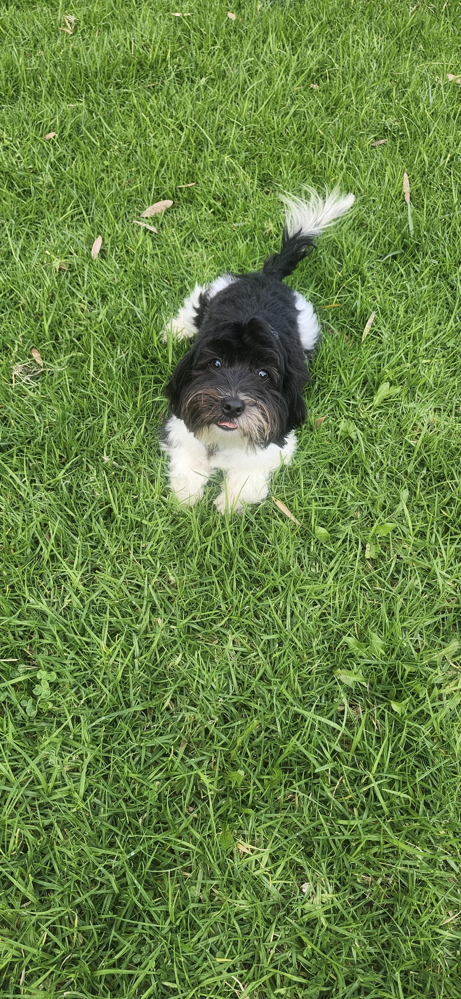 Enlarge Mister, a Adoptable Maltipoo in Torrance, CA image 1/5