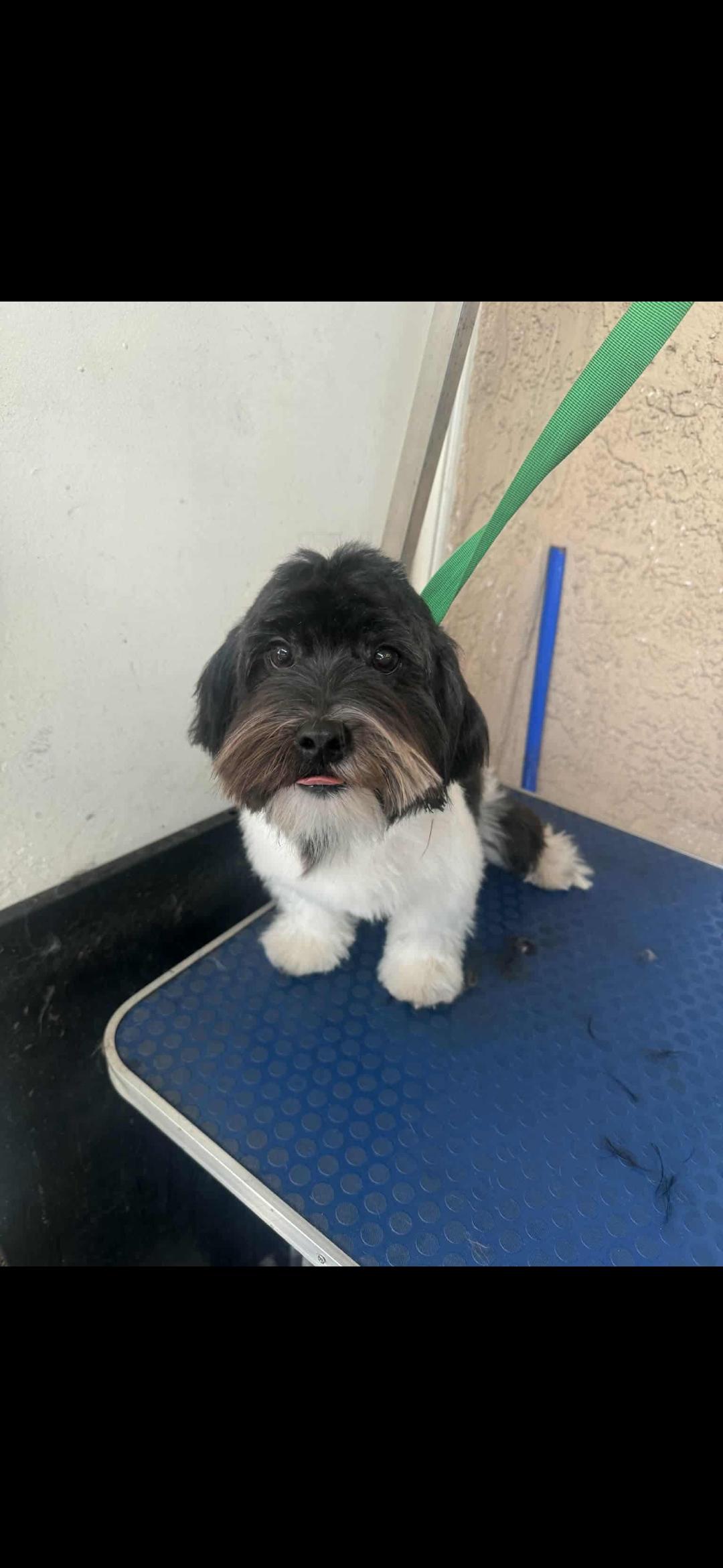 Enlarge Mister, a Adoptable Maltipoo in Torrance, CA image 2/5