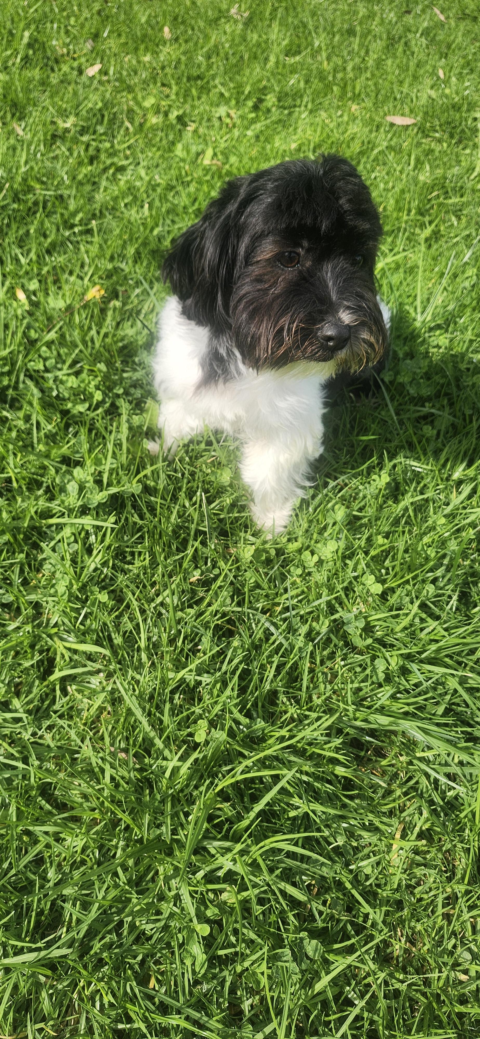 Enlarge Mister, a Adoptable Maltipoo in Torrance, CA image 4/5