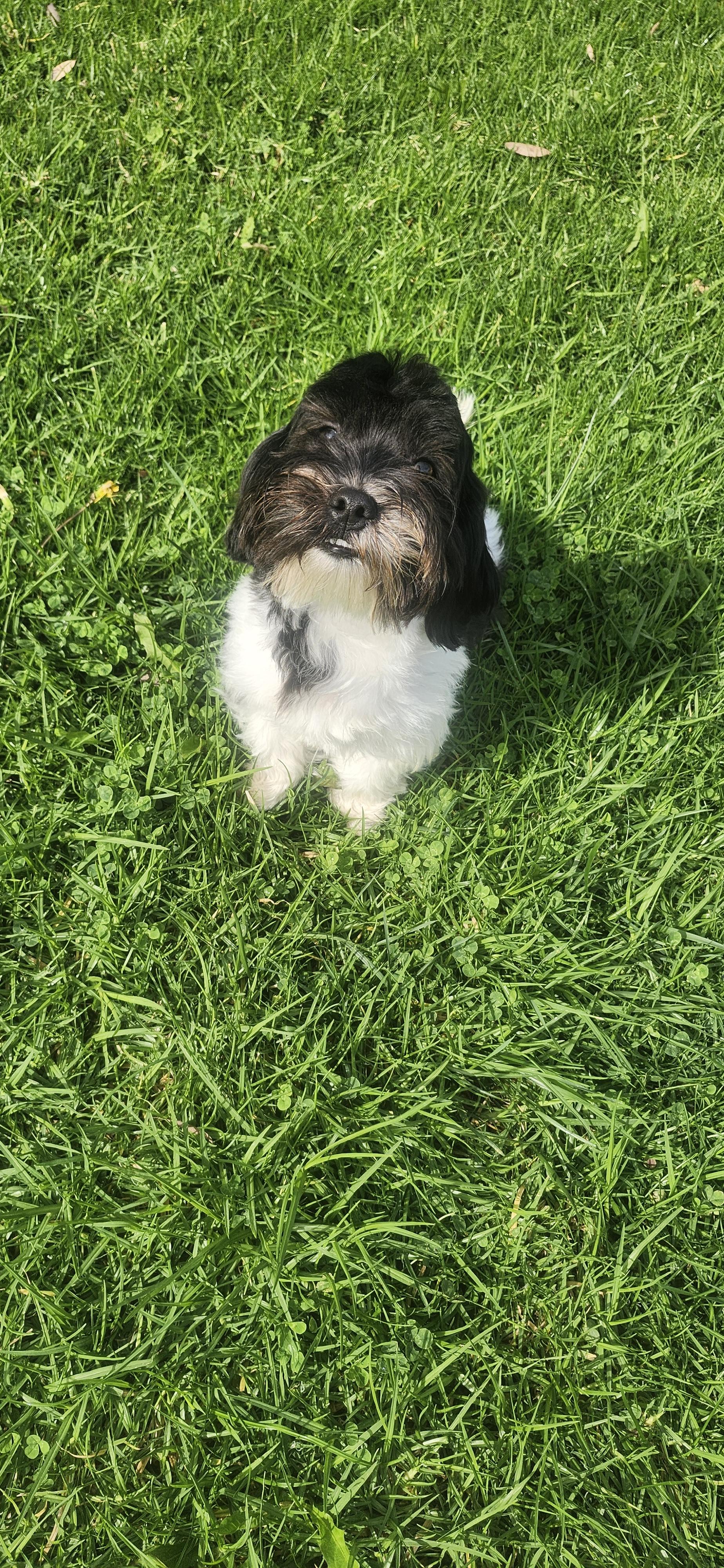 Enlarge Mister, a Adoptable Maltipoo in Torrance, CA image 5/5