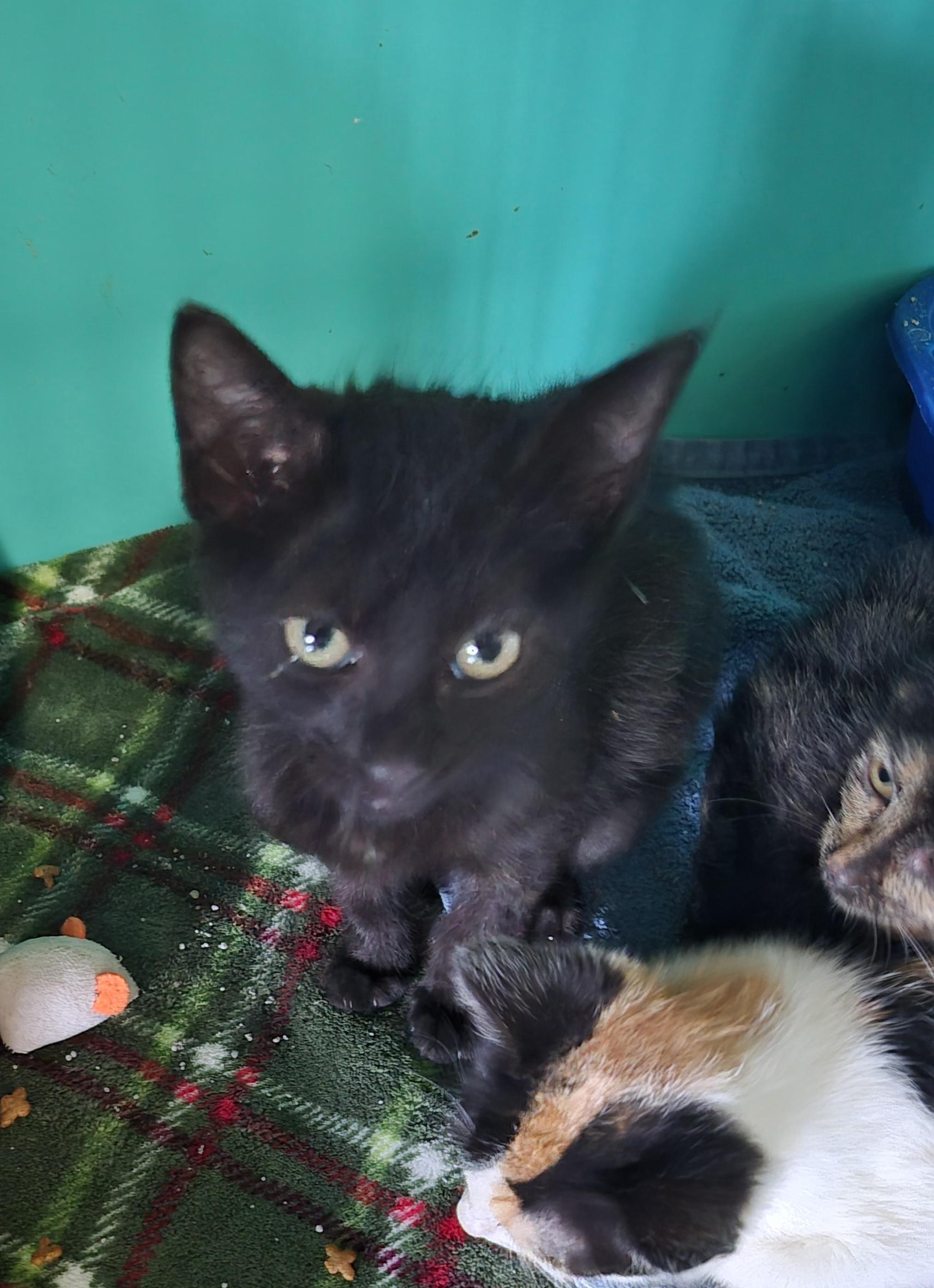 Vesper, Adoptable, Kitten Male Domestic Medium Hair.