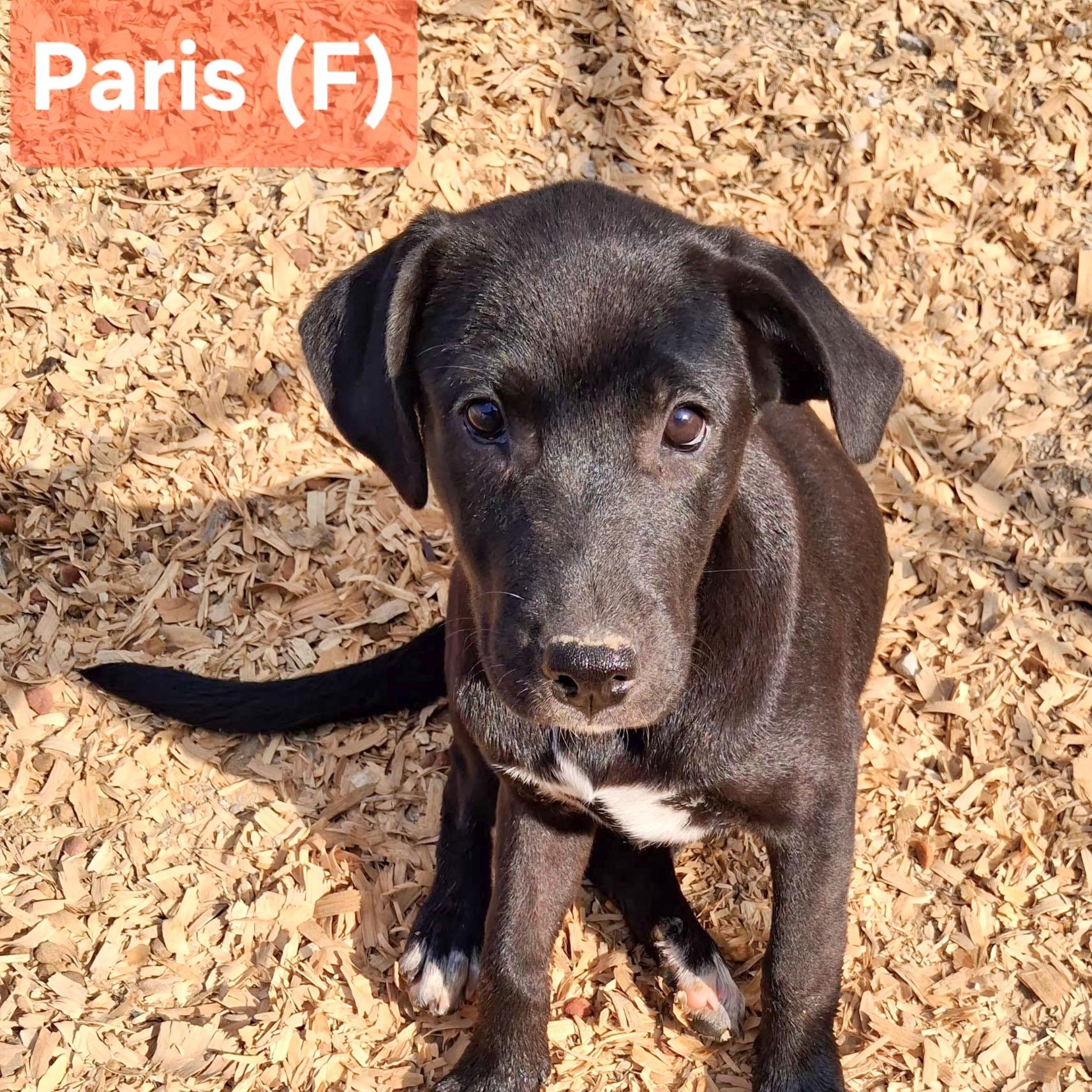 Enlarge Paris, a Adoptable mixed breed in Albany, NY image 2/2