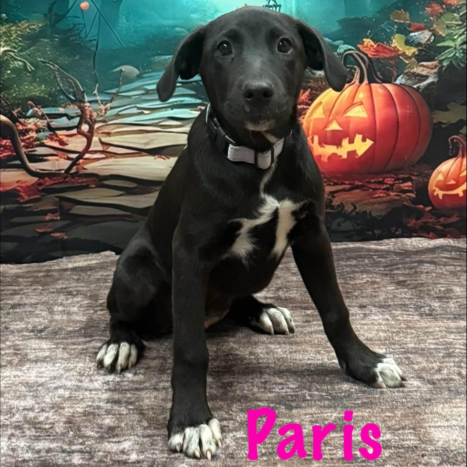 Paris, Adoptable, Puppy Female Terrier & Australian Shepherd.