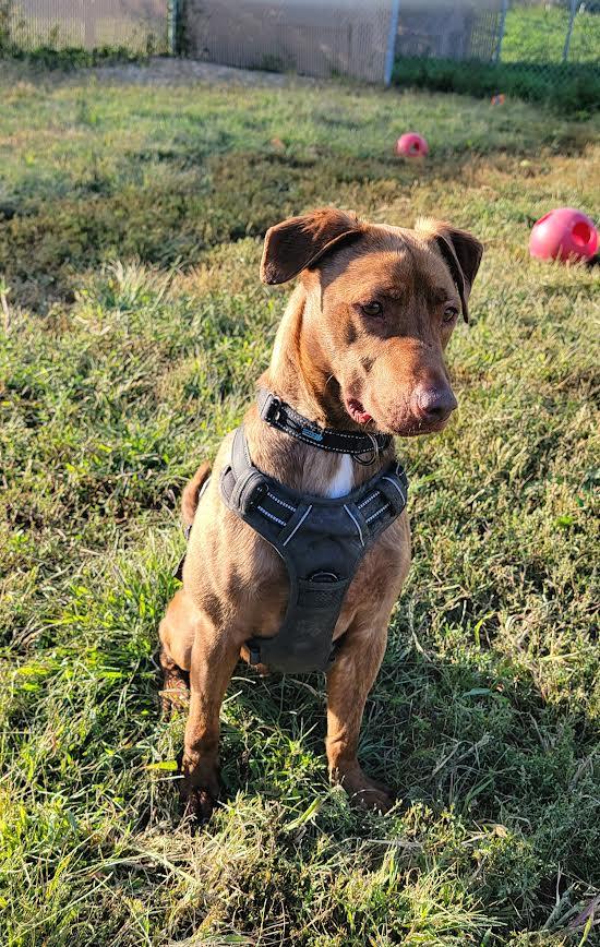 Bear, a Adoptable Chesapeake Bay Retriever in Wahpeton, ND image 5/6