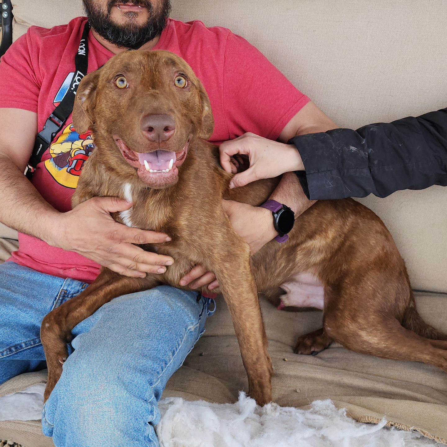 Bear, a Adoptable Chesapeake Bay Retriever in Wahpeton, ND image 6/6