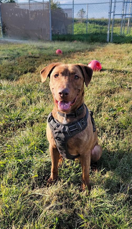 Bear, a Adoptable Chesapeake Bay Retriever in Wahpeton, ND image 2/6