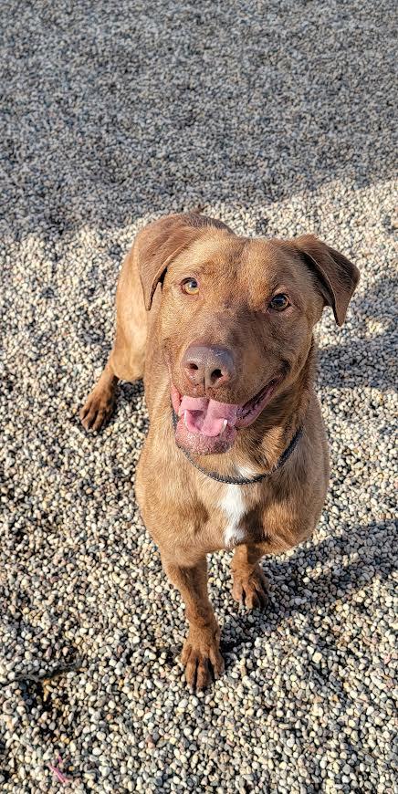 Bear, a Adoptable Chesapeake Bay Retriever in Wahpeton, ND image 1/6