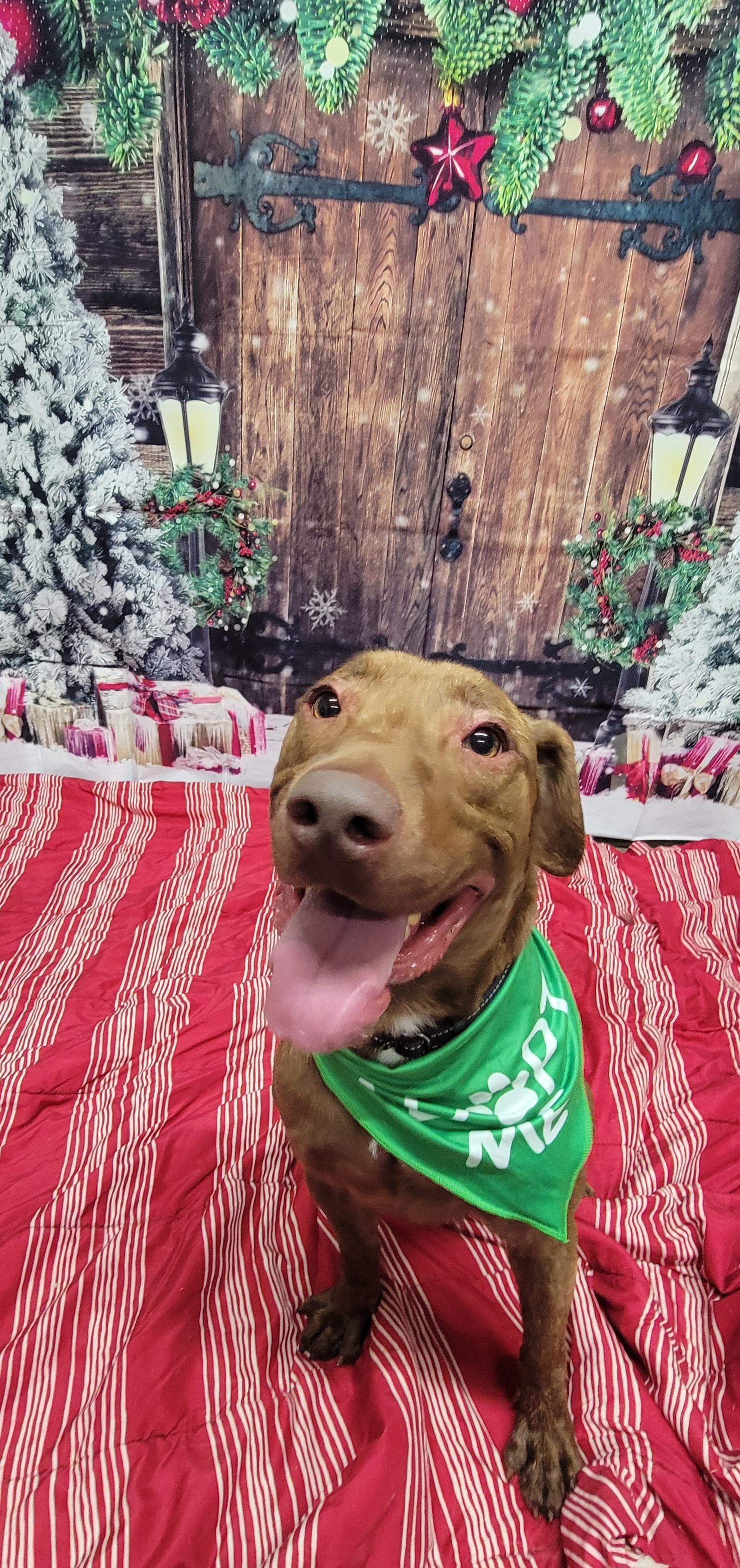 Bear, a Adoptable Chesapeake Bay Retriever in Wahpeton, ND image 3/6