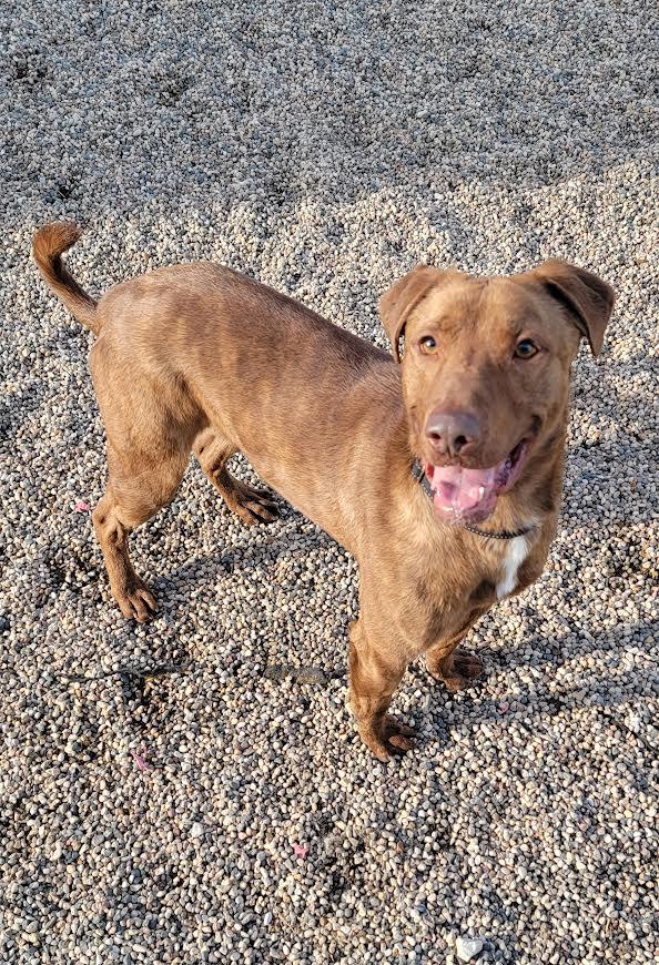 Bear, a Adoptable Chesapeake Bay Retriever in Wahpeton, ND image 4/6