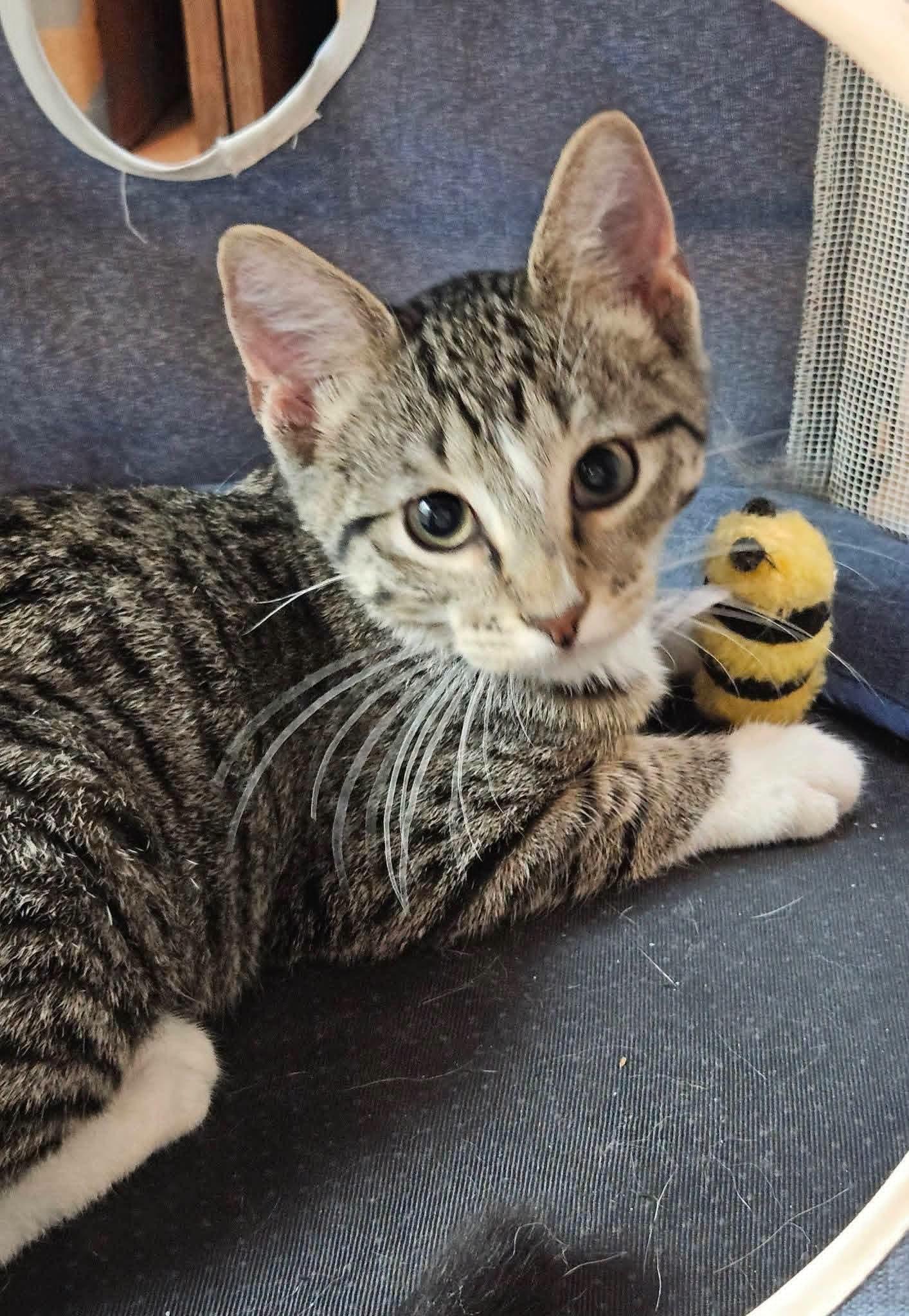 Cobbler, Adopted, Kitten Male Domestic Short Hair.