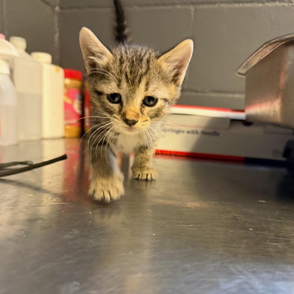 binky, Adoptable, Kitten Female Domestic Short Hair.