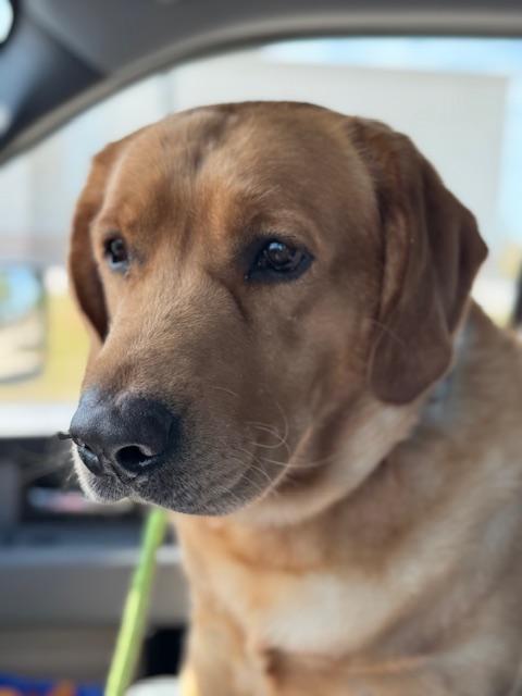 Enlarge KEVIN, a ADOPTABLE mixed breed in Lynn Haven, FL image 4/5