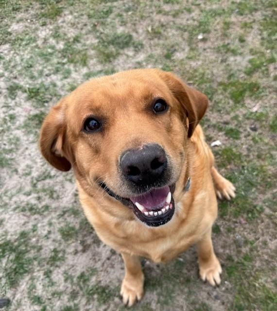 Enlarge KEVIN, a ADOPTABLE mixed breed in Lynn Haven, FL image 1/5