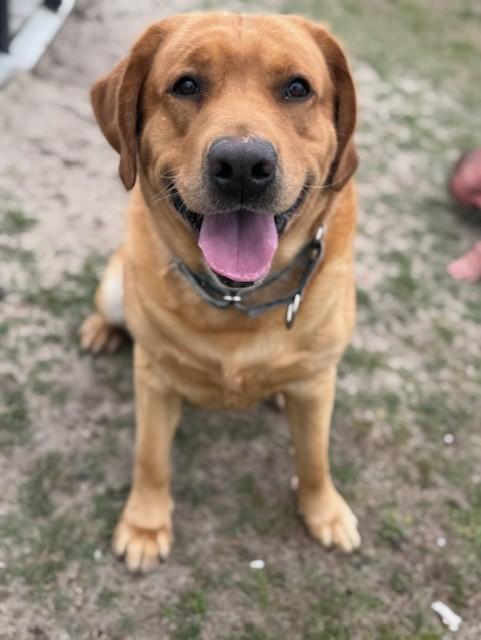 Enlarge KEVIN, a ADOPTABLE mixed breed in Lynn Haven, FL image 2/5