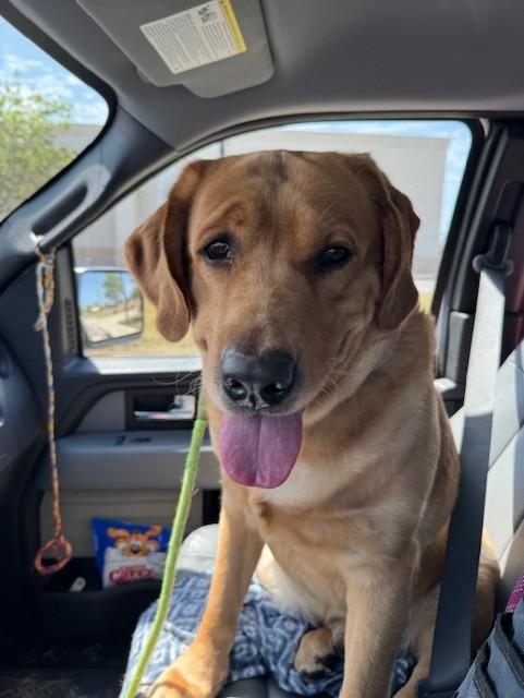 Enlarge KEVIN, a ADOPTABLE mixed breed in Lynn Haven, FL image 3/5