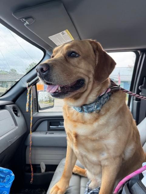 Enlarge KEVIN, a ADOPTABLE mixed breed in Lynn Haven, FL image 5/5